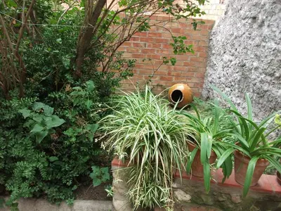 a garden with plants and a brick wall at Ca la Paula in Pla del Panadés