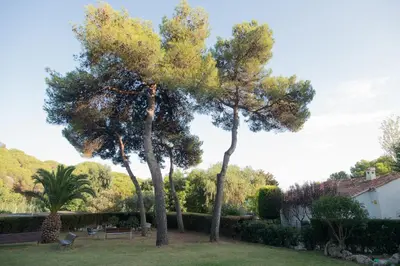 two trees in a yard next to a house at Apartment Beach Front Sant Pol in San Pol de Mar