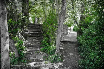 a set of stairs in a forest with trees at Cova Safaja in San Quírico Safaja