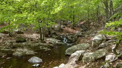 a stream of water with rocks in a forest at Hostal l'Avet Blau in Santa Fe de Montseny