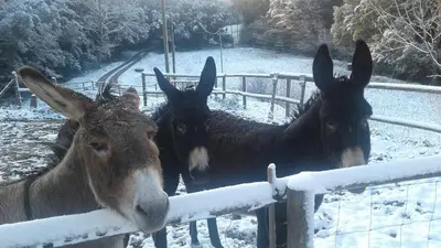 two donkeys standing next to a fence in the snow at Can Parròquia in Sant Esteve de Palautordera