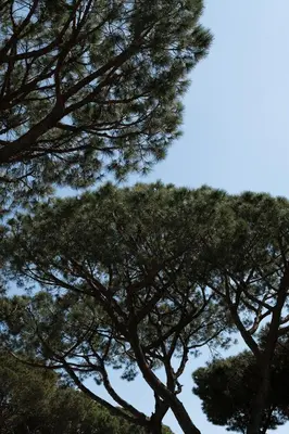 a group of pine trees with the sky in the background at Apartamentos Porta Coeli in Castelldefels