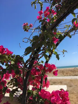 a bunch of pink flowers next to a bench at Beach flat with garden in Castelldefels