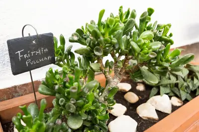 a small green plant with a sign on it at KeyFamily Lovely Villa in Barcelona