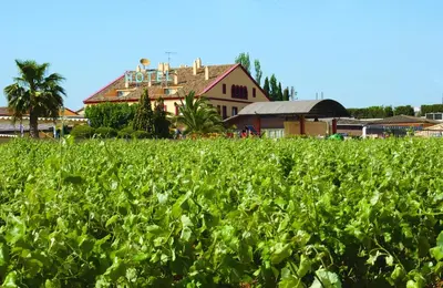 a field of lettuce with a house in the background at Hotel Restaurant Sol i Vi in Lavern
