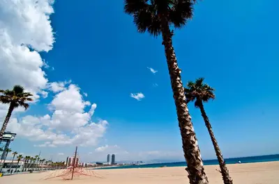 a group of palm trees on the beach at Barceloneta Suites Apartments Beach in Barcelona
