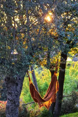 a hammock hanging from a tree in a park at Masia Can Felip B&B in Llinars del Vallès