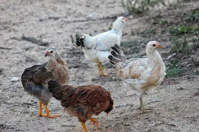a group of chickens standing on a dirt road at Masia Can Felip B&B in Llinars del Vallès