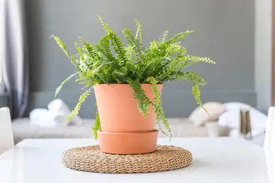 a plant in a pot sitting on a table at The Vintage Rentals in Barcelona