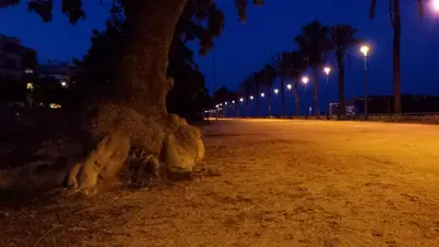 a tree in the middle of a street at night at White Stones Beach In Sant Pol de Mar in San Pol de Mar