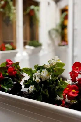 a potted plant with red and white flowers at Primavera Hostel in Barcelona