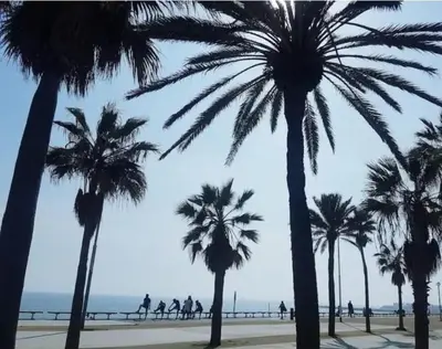 a group of palm trees on a sidewalk near the beach at Confort apartamentos en playa, 3 DRM in Barcelona