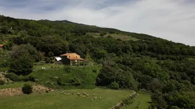 a herd of animals grazing in a field on a hill at CAN LLOBET Espai Rural Slow in Fogars de Montclus