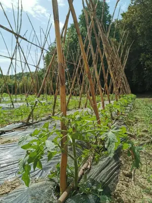 a plantation of tomato plants in a field at Agroturisme Can Burguès in Santa Eulalia de Ronsaná