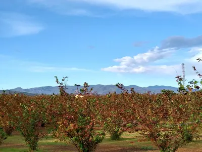 a row of apple trees with mountains in the background at Agroturisme Can Burguès in Santa Eulalia de Ronsaná