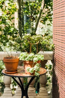 two potted plants are sitting on a table at La Casa Gran B&B in Barcelona