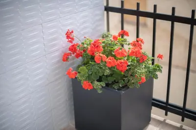 a black vase filled with red flowers next to a wall at Apartamento a 100 metros de la playa in Pineda de Mar