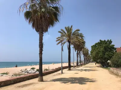 a row of palm trees on a sandy beach at Apartamento frente al mar in Canet de Mar