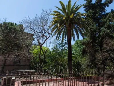 a palm tree in front of a fence at Ecozentric in Barcelona