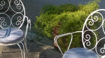 a couple of chairs sitting next to a bush at Mas Cabrit in Les Franqueses del Vallès
