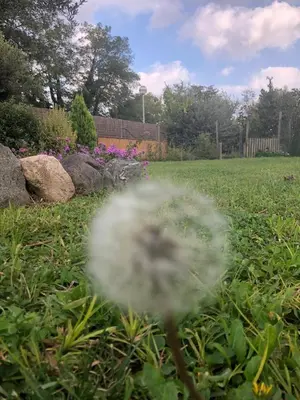 a white flower in the grass in a yard at Ca L'Estrada in Sant Esteve de Palautordera