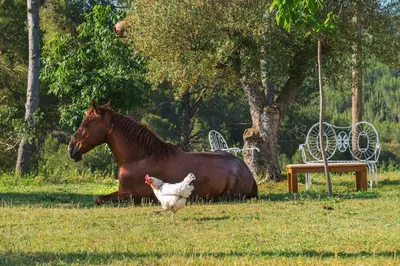 a horse laying in the grass next to a chicken at Masia Pou de la Vinya in Sitges