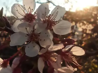 a group of white flowers on a tree at Villa in Maresme near Montnegre Park in Sant Iscle de Vallalta