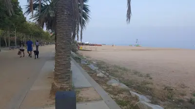 a palm tree on the beach with people walking a dog at Apart 2 habit vistas playa y montaña lift parking in Calella