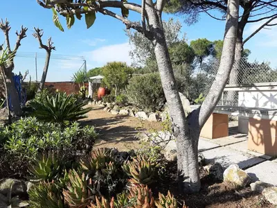a garden with a tree and some plants at Habitaciones en Villa Coliving Casa Rural in San Fausto de Campcentellas