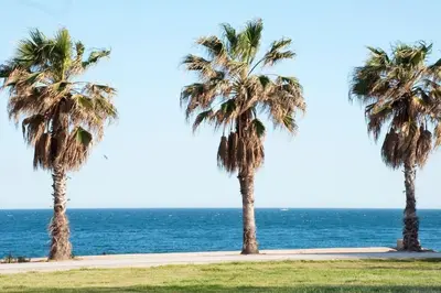 two palm trees on a sidewalk near the ocean at Apartamento Cerca del Mar in Badalona