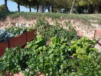 a garden filled with lots of green plants at Romegosa Benestar in Sant Marçal
