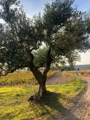 a tree on the side of a dirt road at Bio Resort Mediterráneo in San Martín Sarroca