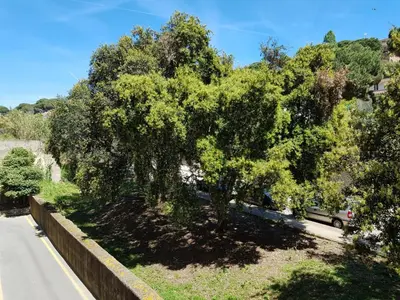 a tree on the side of a road at Eros Apartament in Calella