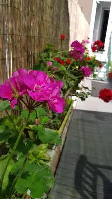 a group of flowers in a garden next to a fence at Estudio Maignon in Barcelona
