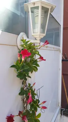 a street light with a flower growing out of it at Estudio Maignon in Barcelona
