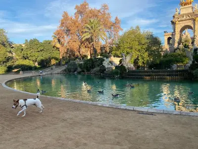 a dog walking in front of a pond with ducks at Esparteria 2 in Barcelona