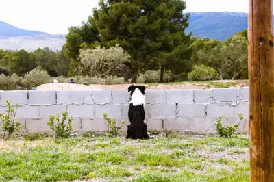 a black and white dog sitting next to a brick wall at Masia en plena naturaleza y tranquilidad in San Quintín de Mediona