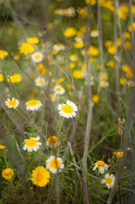a group of white and yellow flowers in a field at Masia en plena naturaleza y tranquilidad in San Quintín de Mediona