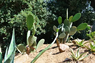 a group of cactus plants in a garden at Sea view, Wonderful pool, Nature, Peaceful & AC in Sant Cebrià de Vallalta