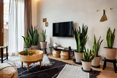 a group of plants sitting on a table in a room at BENI - 1 bedroom apartment with pool and terrace in Gracia in Barcelona