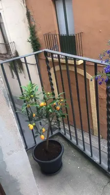 an orange tree in a pot next to a fence at Habitació polivalent al centre de Manresa in Manresa