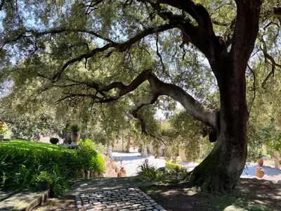 a tree in a park with a stone path under it at Masia Can Viver - Olive oil tourism B&B in Bigues i Riells