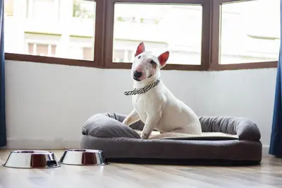a dog sitting on a dog bed next to two bowls at Casual Colours Barcelona in Barcelona