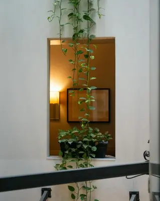 a plant on a counter in front of a mirror at Hotel Ramblas Internacional in Barcelona