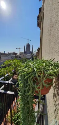 a bunch of potted plants on the side of a building at Lovely Appart & Sky View SAGRADA FAMILIA in Barcelona