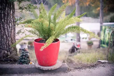 a plant in a red pot sitting next to a tree at VILLA CHETRUS Casa en plena naturaleza in Rubí