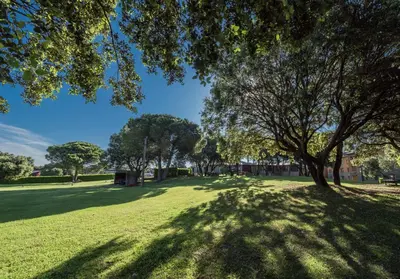 a tree in a grassy field with trees in the background at Montanyà in Seva