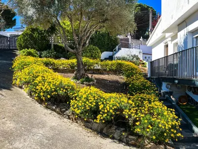 a bush of yellow flowers in front of a building at Vivalidays Casa Ricardo in Sant Cebrià de Vallalta