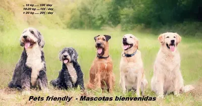 a group of four dogs sitting in a field at Aparthotel Safari in Calella