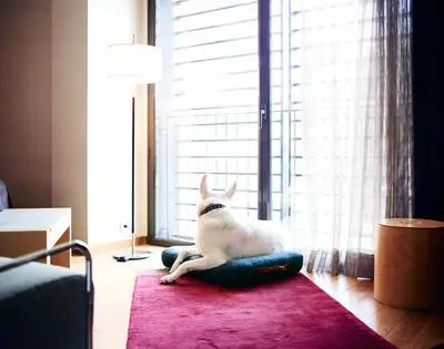 a white dog sitting in ainylinylinylinylinylinylinylinylinylinyl at Hotel Villa Emilia in Barcelona